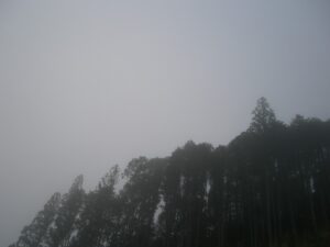 先日、霧の中、出かけた時の写真。