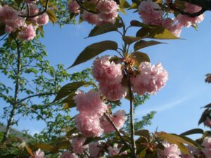 綺麗に咲いているピンク色の花。