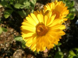 先日の黄色い花の写真。小さく綺麗に咲いてました。
