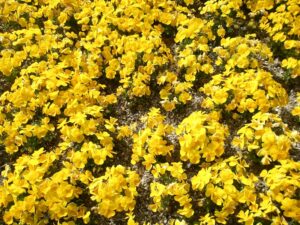 先日の黄色い花の写真。天気が良く色鮮やかでした。