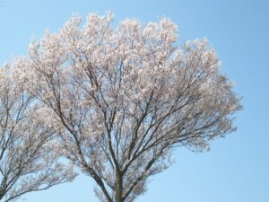 先日の桜の写真。天気が良かったです。