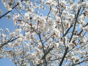 先日の桜の写真。ちょっと曇りの日です。