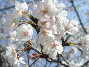 先日の桜の写真。暖かい心になれそうですね。