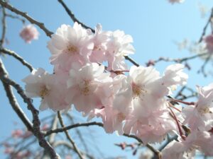 先日の桜の写真。少し寒かったです。