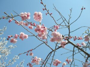 先日の桜の写真。日差しが暖かかったです。